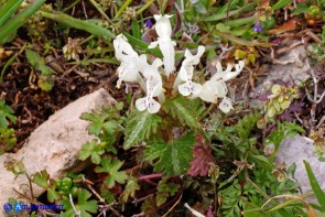 Lamium bifidum subsp. bifidum (Falsa-ortica bifida)