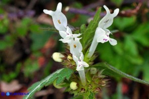 Lamium bifidum subsp. bifidum (Falsa-ortica bifida)