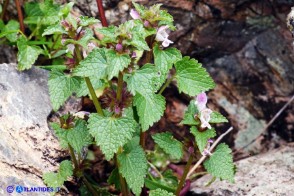 Lamium garganicum subsp. corsicum (Falsa-Ortica di Corsica)