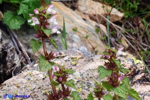 Lamium garganicum subsp. corsicum (Falsa-Ortica di Corsica)