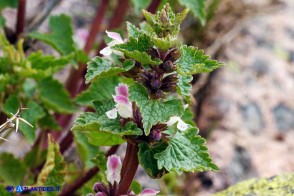 Lamium garganicum subsp. corsicum (Falsa-Ortica di Corsica)
