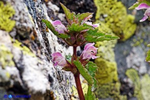 Lamium garganicum subsp. corsicum (Falsa-Ortica di Corsica)