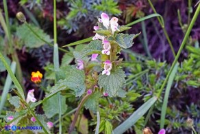 Lamium garganicum subsp. corsicum (Falsa-Ortica di Corsica)