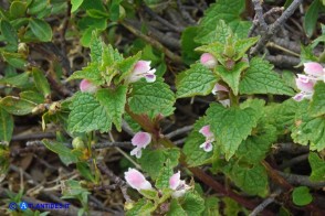 Lamium garganicum subsp. corsicum (Falsa-Ortica di Corsica)