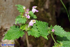 Lamium garganicum subsp. corsicum (Falsa-Ortica di Corsica)