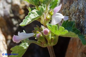 Lamium garganicum subsp. corsicum (Falsa-Ortica di Corsica)