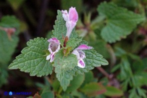 Lamium garganicum subsp. corsicum (Falsa-Ortica di Corsica)