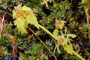 Lamium garganicum subsp. corsicum (Falsa-Ortica di Corsica)