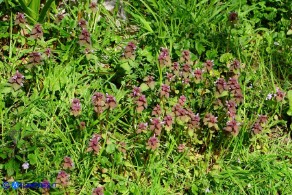 Lamium purpureum (Falsa-ortica purpurea)