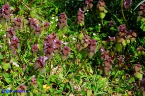 Lamium purpureum (Falsa-ortica purpurea)