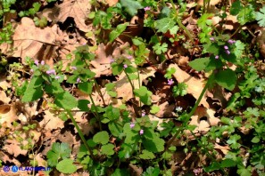 Lamium purpureum (Falsa-ortica purpurea)