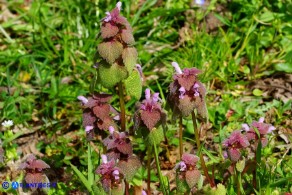 Lamium purpureum (Falsa-ortica purpurea)