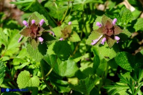 Lamium purpureum (Falsa-ortica purpurea)