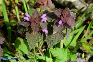 Lamium purpureum (Falsa-ortica purpurea)