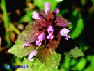 Vai al capitolo LAMIUM PURPUREUM Go to section LAMIUM PURPUREUM