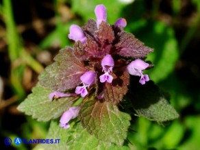 Lamium purpureum (Falsa-ortica purpurea)