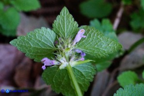 Lamium purpureum (Falsa-ortica purpurea)