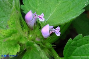 Lamium purpureum (Falsa-ortica purpurea)