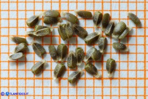 Lamium purpureum (Falsa-ortica purpurea): i semi