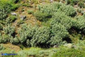 Lamyropsis microcephala (Cardo del Gennargentu)