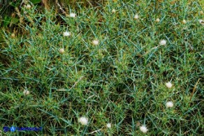 Lamyropsis microcephala (Cardo del Gennargentu)