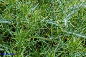 Lamyropsis microcephala (Cardo del Gennargentu)