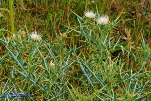 Lamyropsis microcephala (Cardo del Gennargentu)