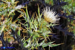 Lamyropsis microcephala (Cardo del Gennargentu)