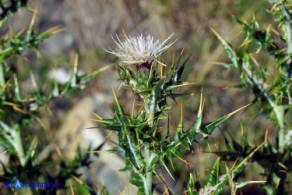 Lamyropsis microcephala (Cardo del Gennargentu)