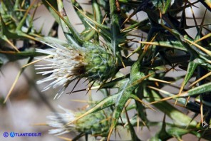 Lamyropsis microcephala (Cardo del Gennargentu)