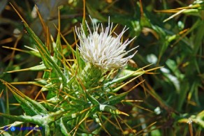 Lamyropsis microcephala (Cardo del Gennargentu)