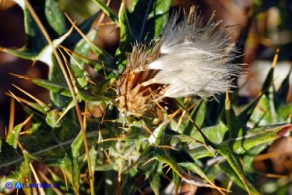 Lamyropsis microcephala (Cardo del Gennargentu): acheni immaturi con il pappo