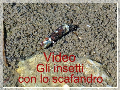 Vai al capitolo VIDEO GLI INSETTI CON LO SCAFANDRO  Go to section VIDEO GLI INSETTI CON LO SCAFANDRO
