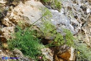 Laserpitium gallicum subsp. gallicum (Laserpizio odoroso)