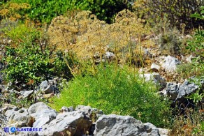 Laserpitium gallicum subsp. gallicum (Laserpizio odoroso)