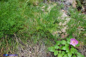 Laserpitium gallicum subsp. gallicum (Laserpizio odoroso)