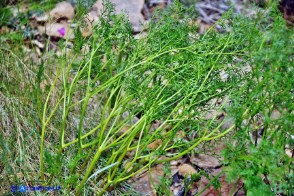 Laserpitium gallicum subsp. gallicum (Laserpizio odoroso)