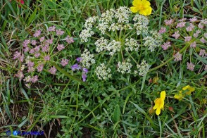 Laserpitium gallicum subsp. gallicum (Laserpizio odoroso)