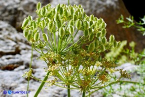 Laserpitium gallicum subsp. gallicum (Laserpizio odoroso)