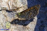Lasiommata paramegaera (Tigelio)