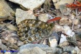 Lasiommata paramegaera (Tigelio)
