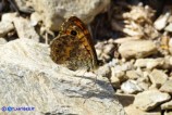 Lasiommata paramegaera (Tigelio)