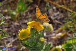 Lasiommata paramegaera (Tigelio) femmina