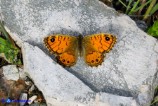 Lasiommata paramegaera (Tigelio) femmina