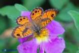 Lasiommata paramegaera (Tigelio) maschio
