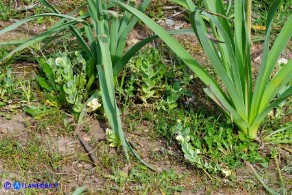 Lathyrus oleraceus subsp. oleraceus (Pisum sativum subsp. sativum): Pisello selvatico