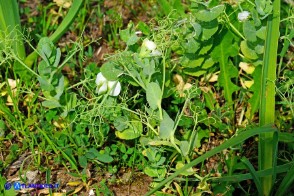 Lathyrus oleraceus subsp. oleraceus (Pisum sativum subsp. sativum): Pisello selvatico