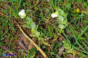 Lathyrus oleraceus subsp. oleraceus (Pisum sativum subsp. sativum): Pisello selvatico