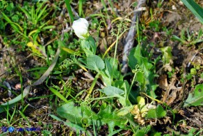 Lathyrus oleraceus subsp. oleraceus (Pisum sativum subsp. sativum): Pisello selvatico