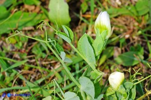 Lathyrus oleraceus subsp. oleraceus (Pisum sativum subsp. sativum): Pisello selvatico